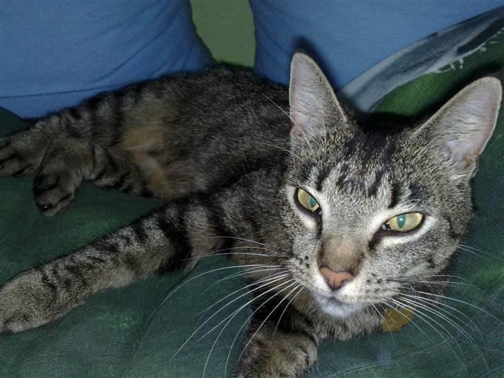 Huskat Tiger billede 1