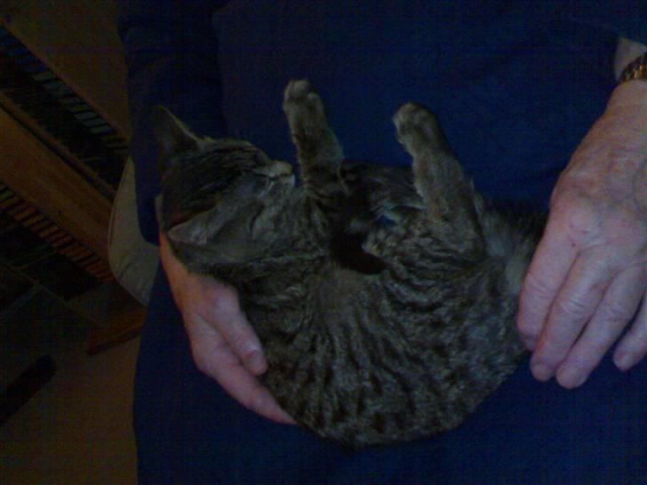 Huskat Tiger billede 2