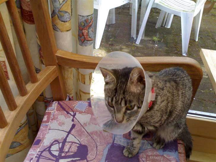 Huskat Tiger - Her er Tiger blevet neutraliseret billede 3