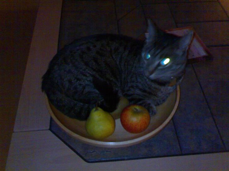 Huskat Tiger - Ikke et sted hun normalt plejer at ligge, men det så åbenbart indbydende ud billede 4