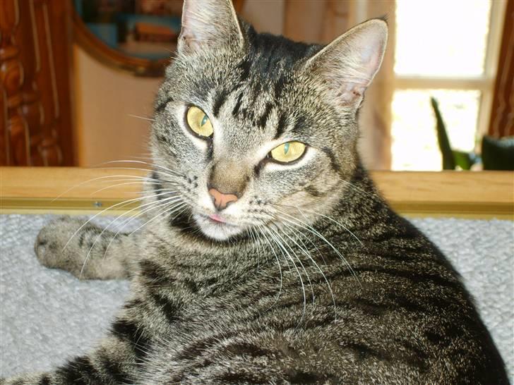 Huskat Tiger billede 5