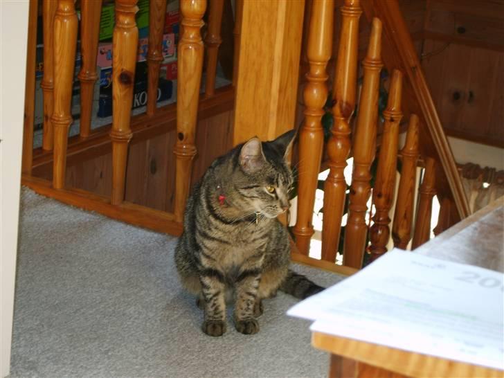 Huskat Tiger billede 6