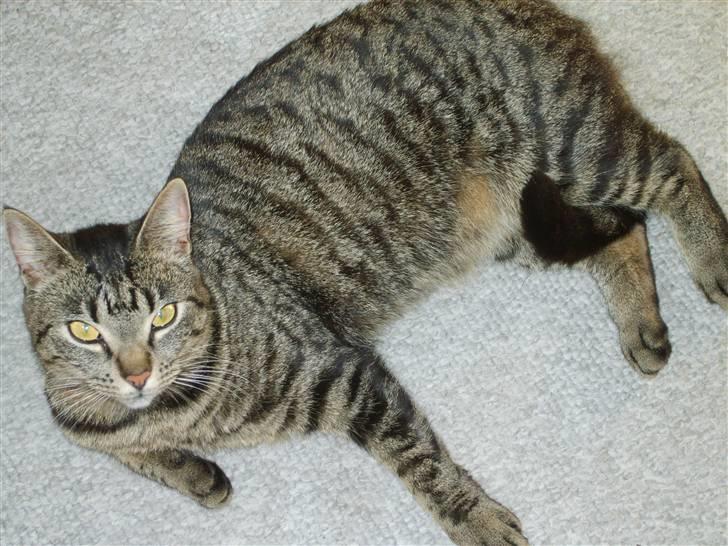 Huskat Tiger billede 7