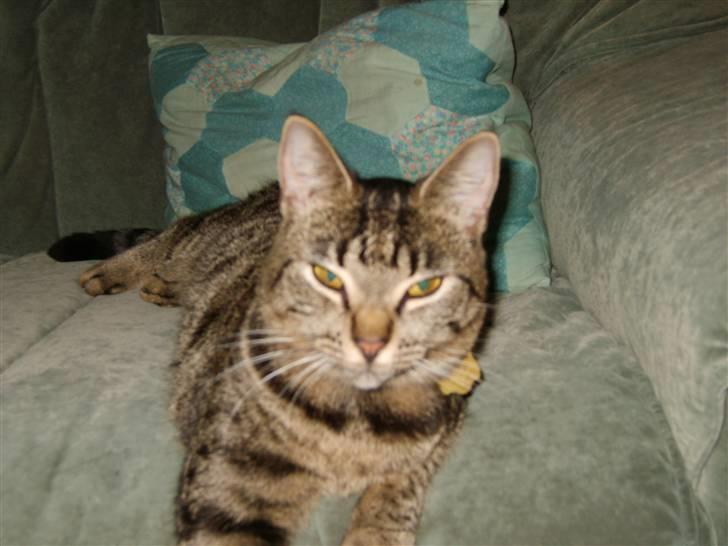 Huskat Tiger billede 8