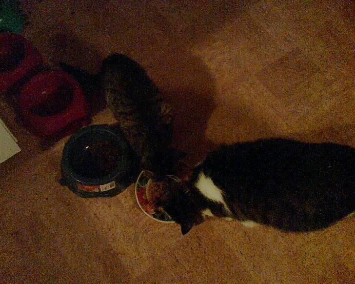 Huskat Tiger billede 9