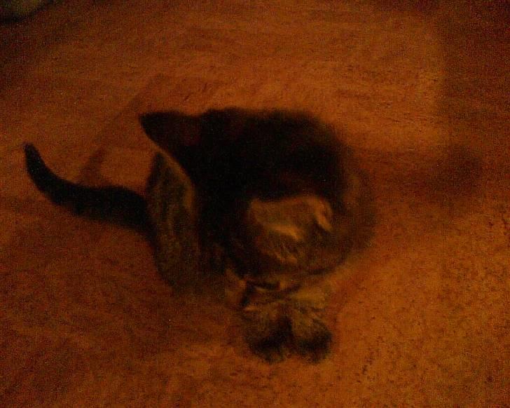 Huskat Tiger - Her er hun en sød og uskyldig killing billede 10