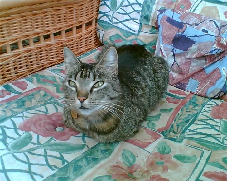 Huskat Tiger billede 11