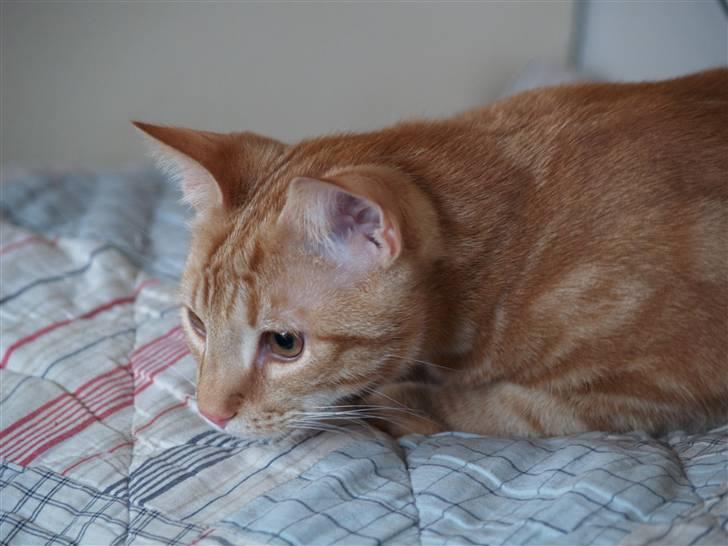 Huskat Henning (død 28 dec 09) - Henning 18 maj 08 billede 14