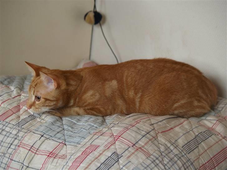 Huskat Henning (død 28 dec 09) - Henning 18 maj 08 billede 15