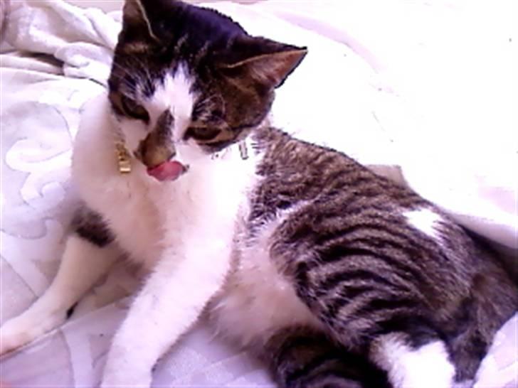 Blanding af racer Maggie Diamond <3 billede 10