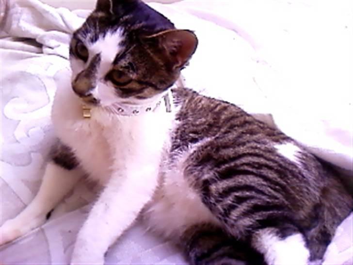 Blanding af racer Maggie Diamond <3 billede 11