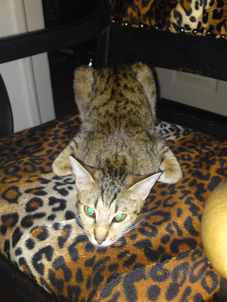 Ocicat bacon billede 1