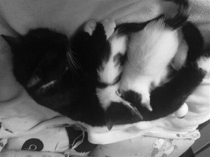 Huskat Sendy - Sendy og killinger. billede 8