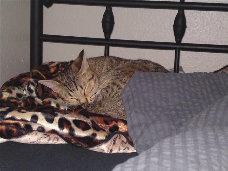 Ocicat bacon billede 2