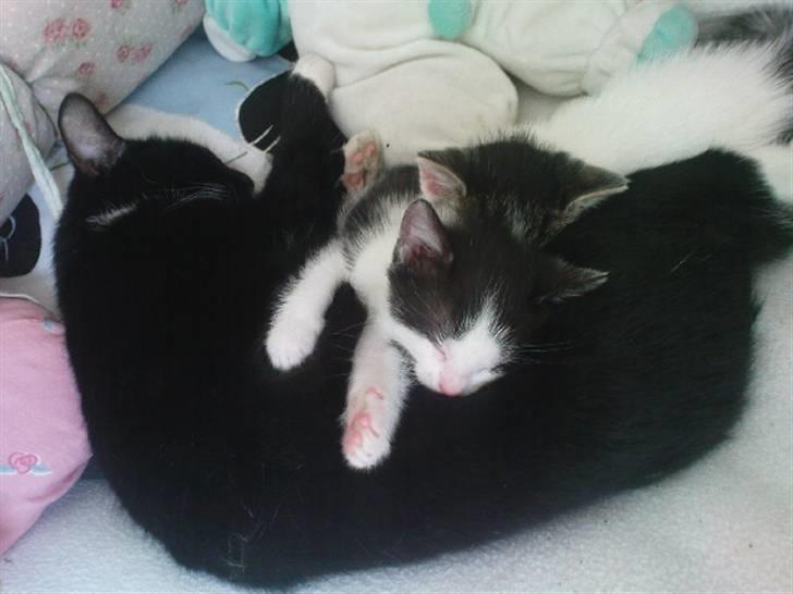 Huskat Sendy - Sendy og killinger. billede 9