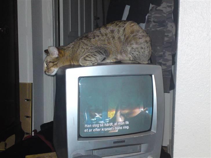 Ocicat bacon billede 3