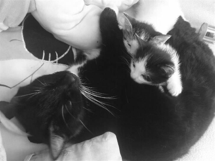 Huskat Sendy - Sendy og hendes andet kuld! billede 10