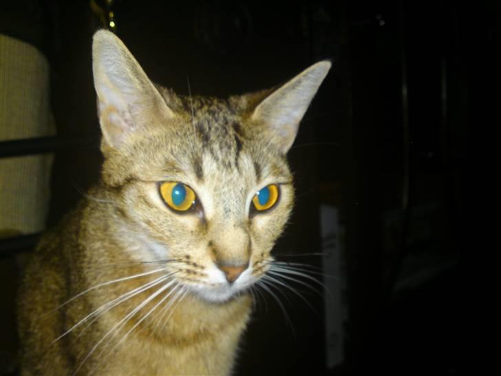 Ocicat bacon billede 4