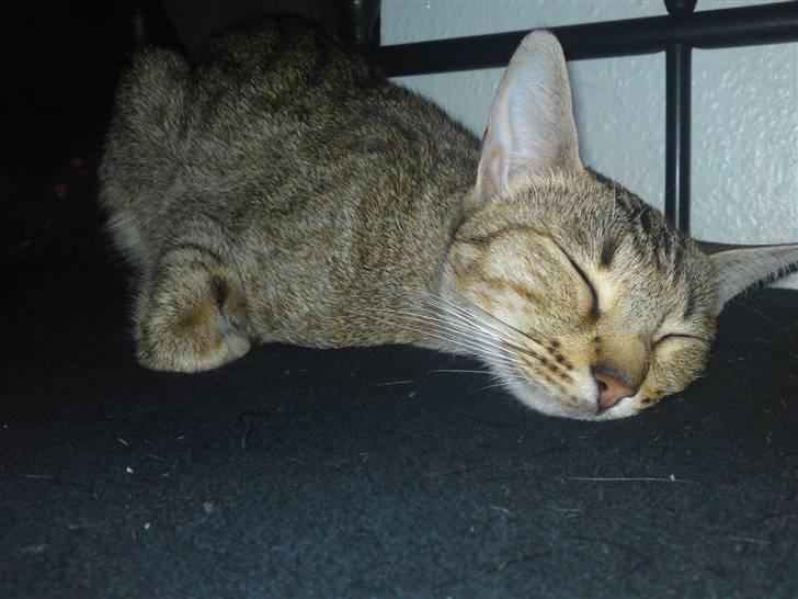 Ocicat bacon billede 5