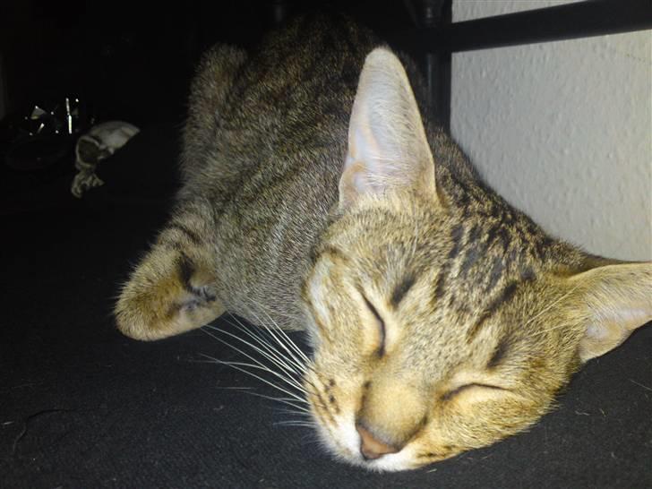Ocicat bacon billede 6