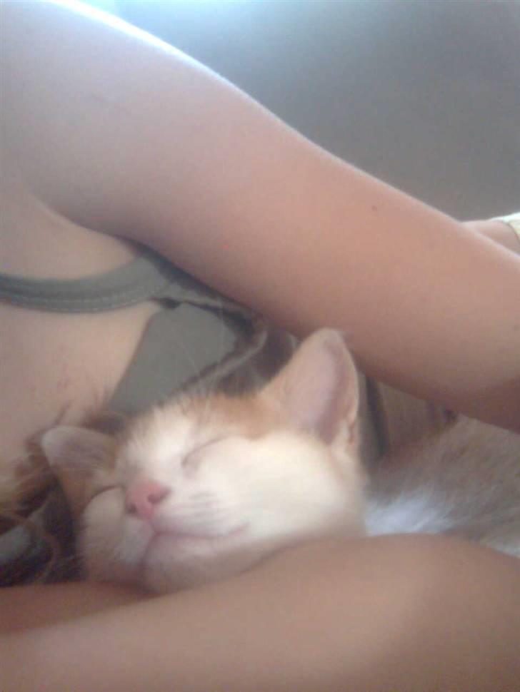 Blanding af racer Lucky-Tismis - her sover vi begge. billede 3