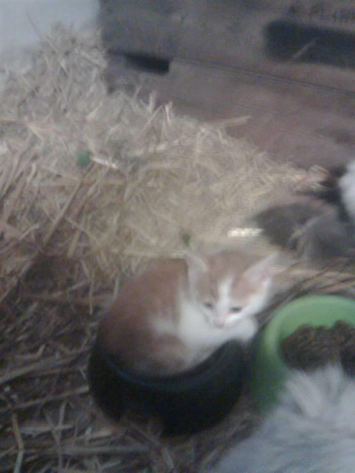 Blanding af racer Lucky-Tismis - her har jeg ikke købt ham enu. billede 8