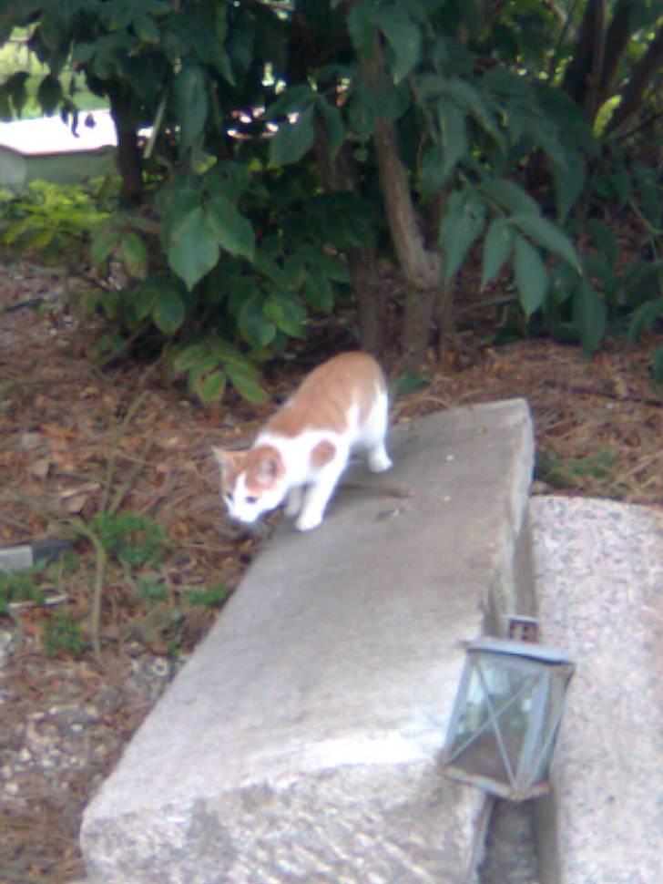 Blanding af racer Lucky-Tismis - her er første gang han lige havdet fanget en mus billede 7