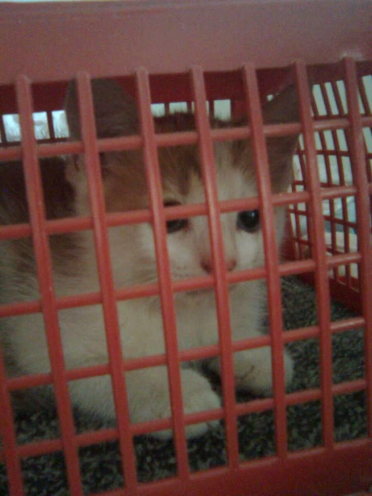 Blanding af racer Lucky-Tismis - det er den hjemme lavet hente kasse hvor han er i den for første gang billede 1