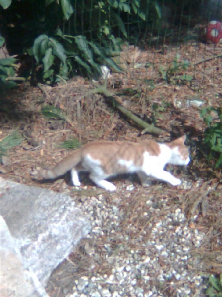 Blanding af racer Lucky-Tismis billede 5