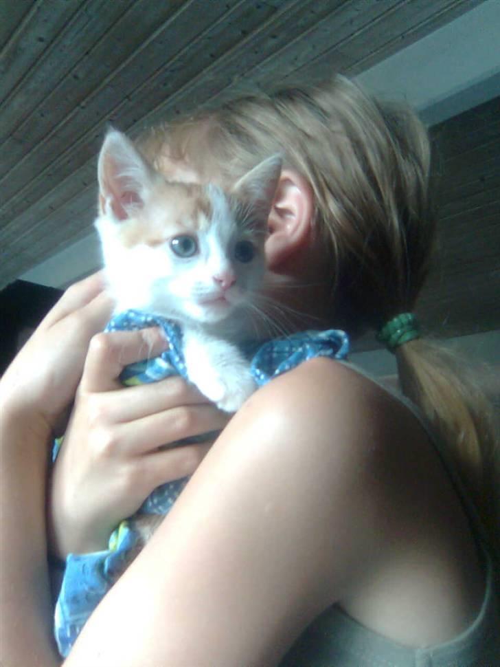 Blanding af racer Lucky-Tismis - her holder jeg ham som en lille killing billede 6