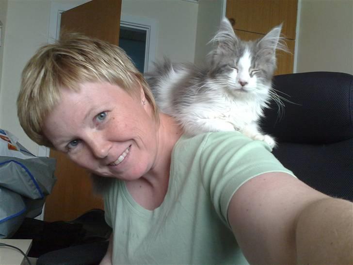 Maine Coon Bianca - Har lige fundet en god plads på mors skulder billede 5