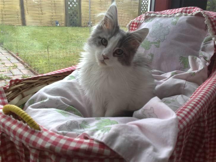 Maine Coon Bianca - Her er jeg i min ynglingsvugge.  billede 6
