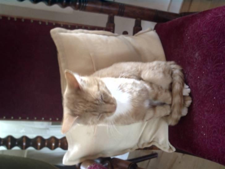 Huskat Simba billede 6