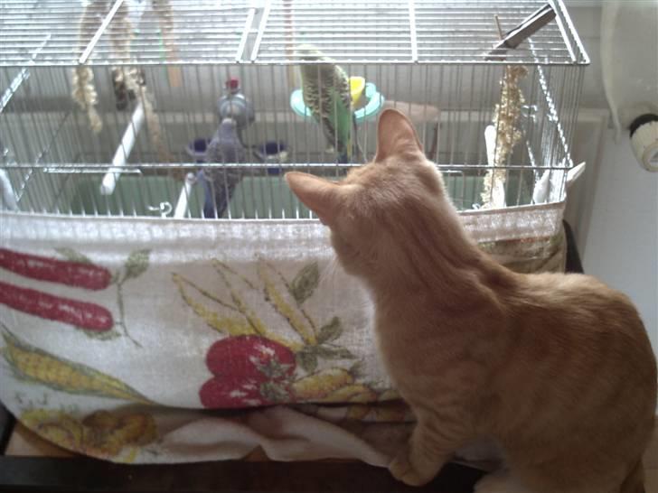 Huskat Simba - Her holder Simba vagt ved fuglene:-) billede 7