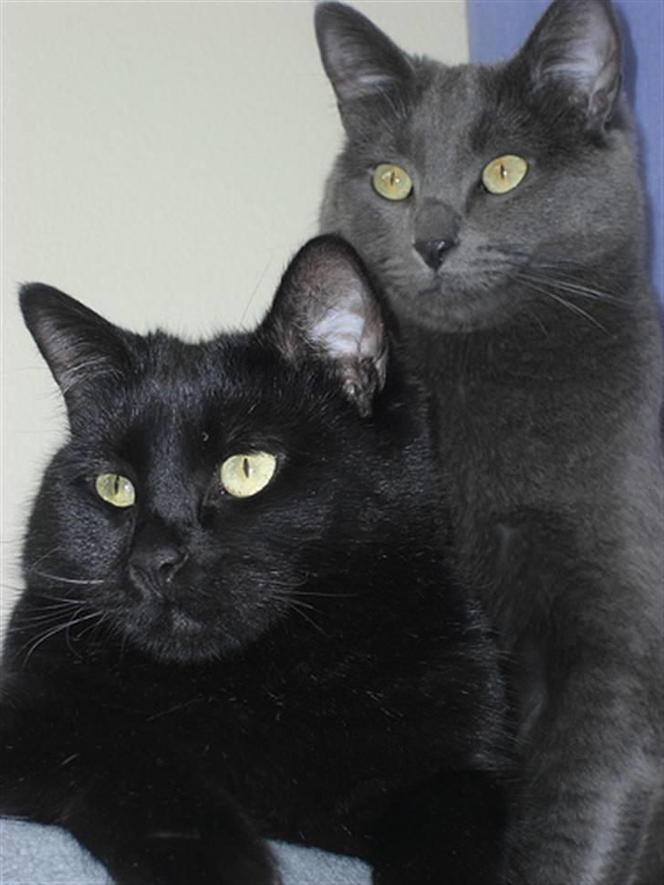 Blanding af racer Lucifer billede 6