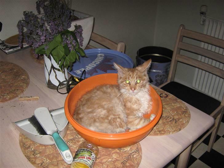 Maine Coon Garfild er blivet slogt snøft - Mig skal bage.... billede 12