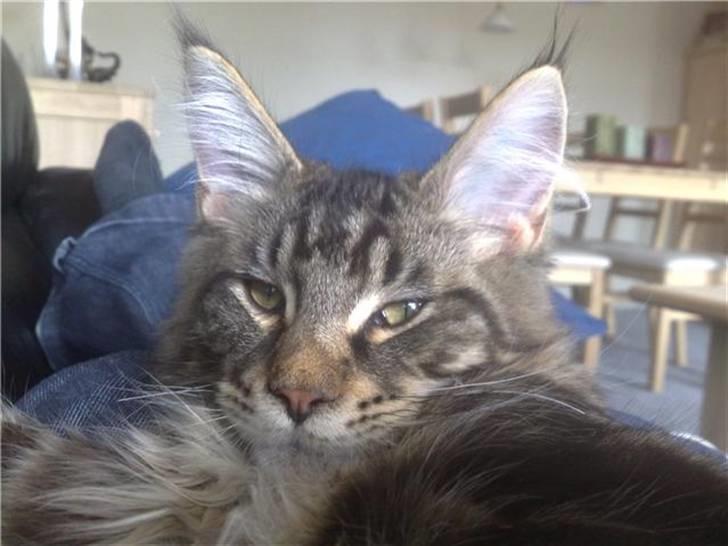Maine Coon DK Silent Hunter´s Bartok billede 10
