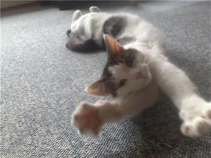 Blanding af racer / Maine Coon Bella billede 11