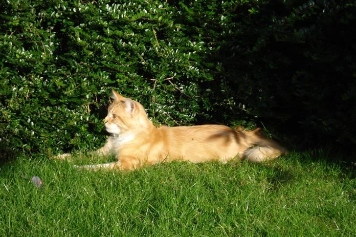Maine Coon Holy billede 1