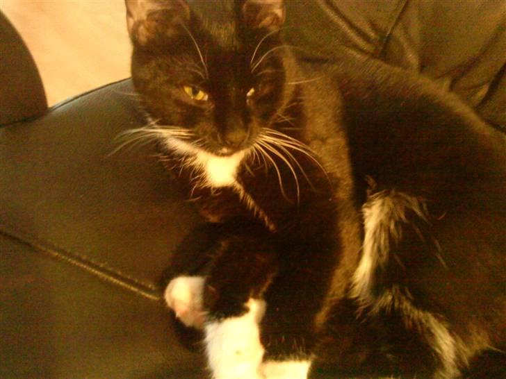 Huskat Nala - mmm det er da skønt var? :) billede 17