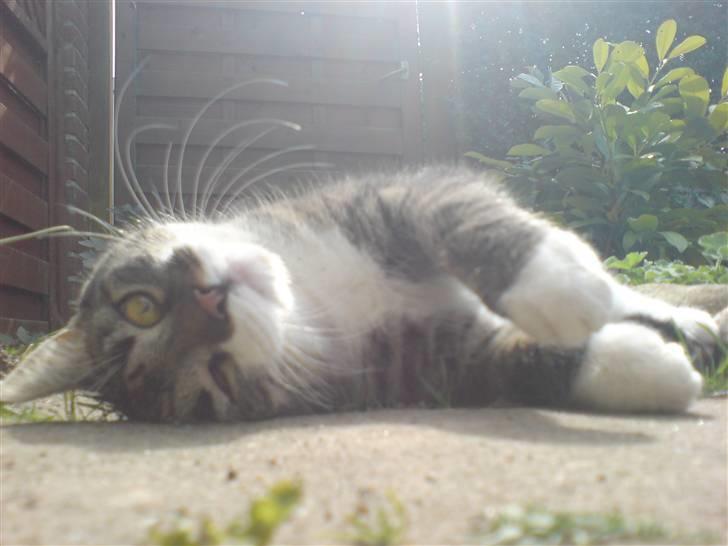 Huskat Simon billede 20