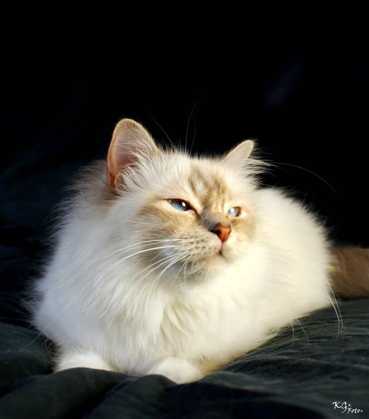 Hellig Birma Von Frey's Queenie - Billedet er taget af KG Foto billede 10