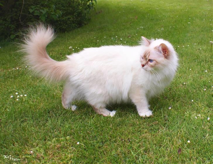 Hellig Birma Von Frey's Queenie - Billedet er taget af KG Foto billede 12