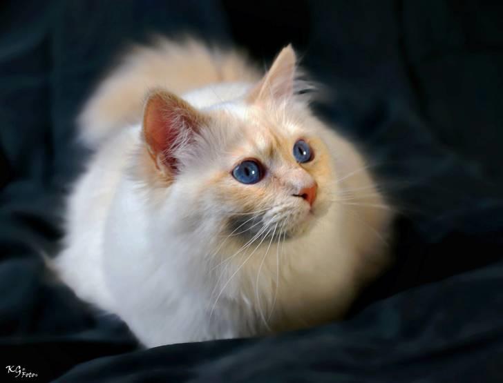 Hellig Birma CH. Sølverlad's Caspian - Billedet er taget af KG Foto billede 10