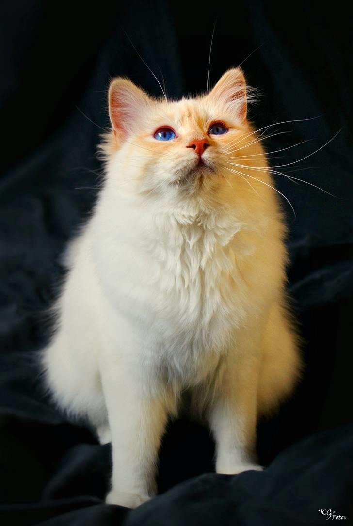 Hellig Birma CH. Sølverlad's Caspian - Billedet er taget af KG Foto billede 11