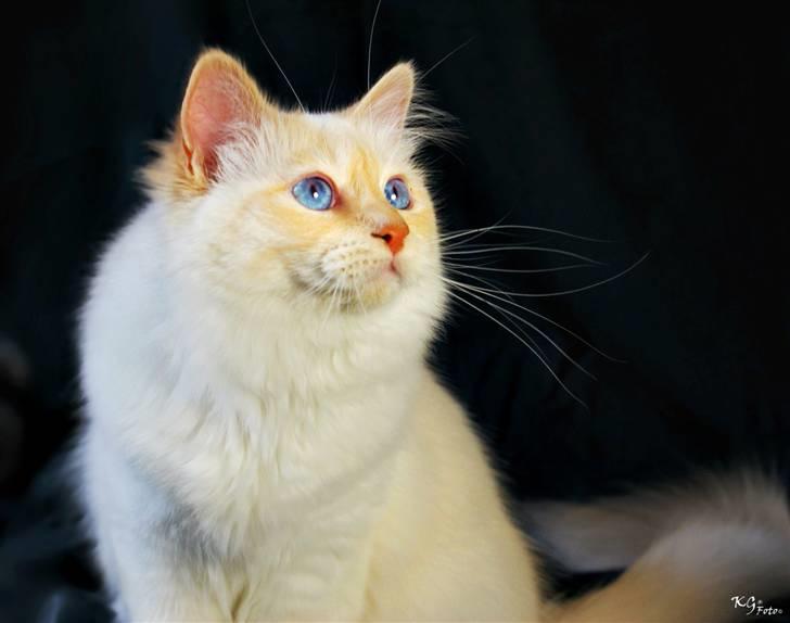 Hellig Birma CH. Sølverlad's Caspian - Billedet er taget af KG Foto billede 12