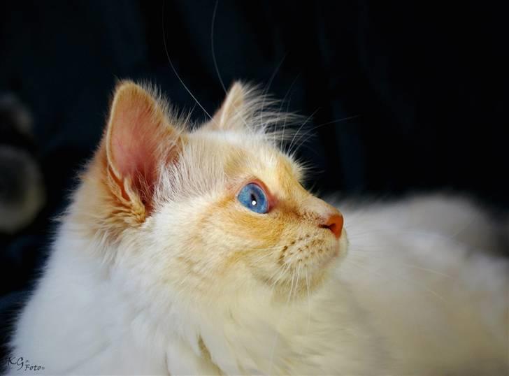 Hellig Birma CH. Sølverlad's Caspian - Billedet er taget af KG Foto billede 13