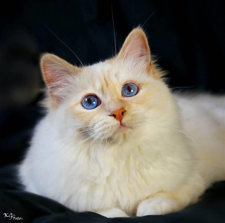 Hellig Birma CH. Sølverlad's Caspian - Billedet er taget af KG Foto billede 14