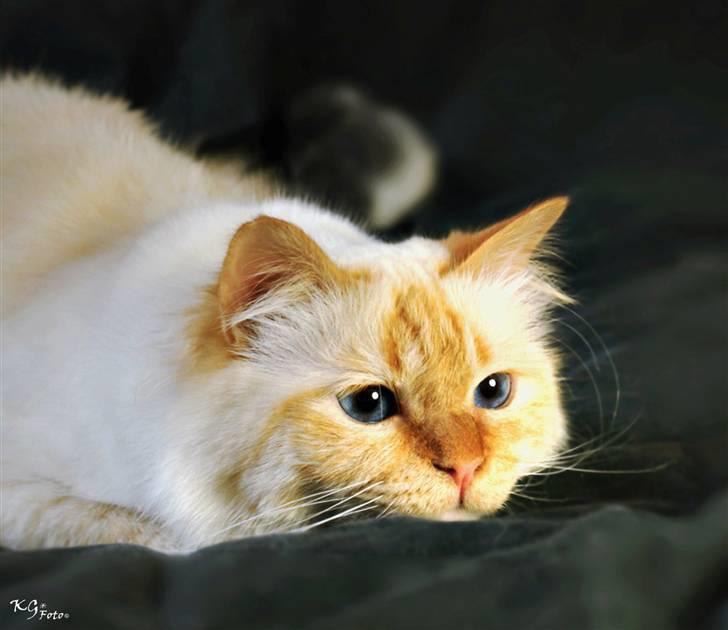 Hellig Birma Pr Tsung's Azza - Billedet er taget af KG Foto billede 12