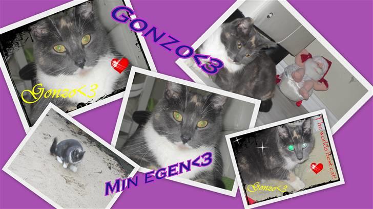 Huskat Gonzo. Hvil i fred. - Velkommen (: . - Det er et super godt billede af min lille pige - :* <3 billede 1
